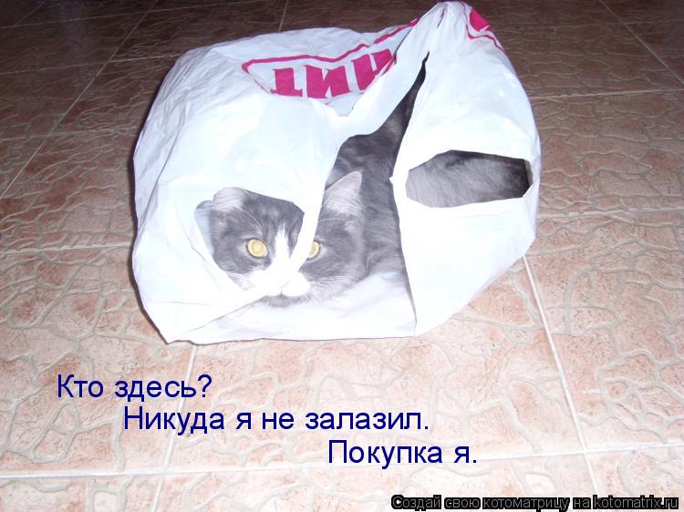 Котоматрица: Кто здесь? Никуда я не залазил. Покупка я.