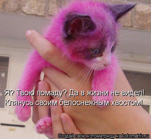 Я? Твою помаду? Да в жизни не видел! Клянусь своим белоснежным хвостом!... Котоматрица: Я? Твою помаду? Да в жизни не видел! Клянусь своим белоснежным хвостом!