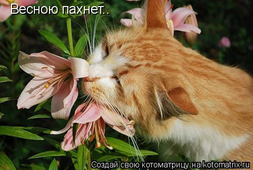 Весною пахнет..... Котоматрица: Весною пахнет..