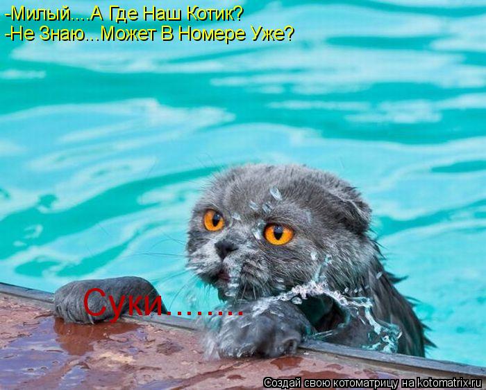 Котоматрица: -Милый....А Где Наш Котик? -Не Знаю...Может В Номере Уже? Суки........