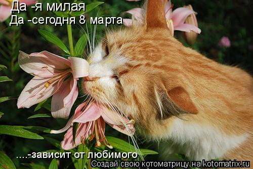 Да -я милая Да -сегодня 8 марта ....-зависит от любимого... Котоматрица: Да -я милая Да -сегодня 8 марта ....-зависит от любимого