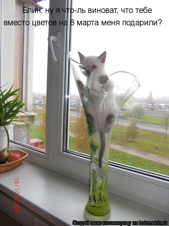 Котоматрица: Блин, ну я что-ль виноват, что тебе вместо цветов на 8 марта меня подарили?