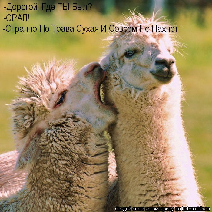 Котоматрица: -Дорогой, Где ТЫ Был? -СРАЛ! -Странно Но Трава Сухая И Совсем Не Пахнет