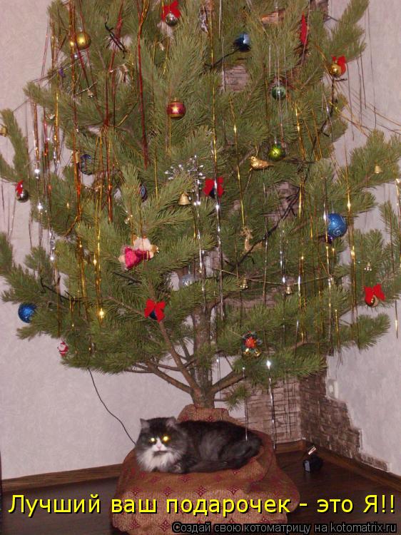Котоматрица: Лучший ваш подарочек - это Я!!