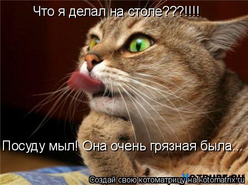 Котоматрица: Что я делал на столе???!!!! Посуду мыл! Она очень грязная была...