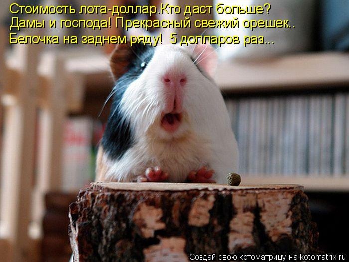 Котоматрица: Стоимость лота-доллар.Кто даст больше? Дамы и господа! Прекрасный свежий орешек.. Белочка на заднем ряду!  5 долларов раз...