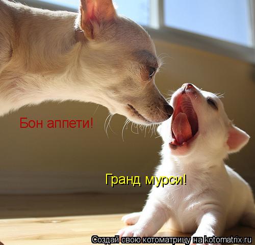 Котоматрица: Бон аппети! Гранд мурси!