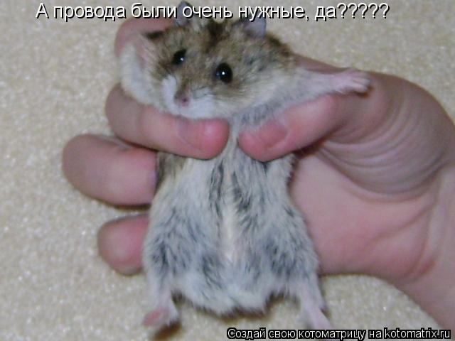 Котоматрица: А провода были очень нужные, да?????