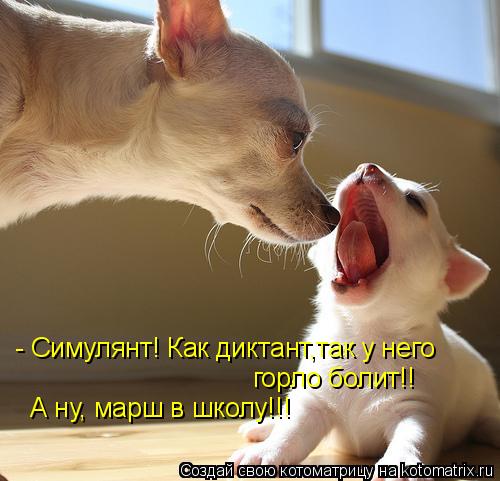 Котоматрица: - Симулянт! Как диктант,так у него горло болит!!  А ну, марш в школу!!!