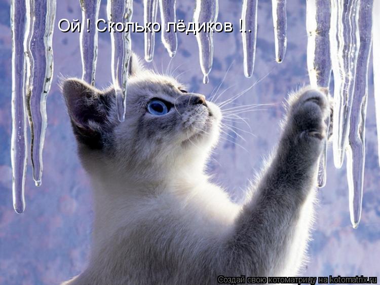 Котоматрица: Ой ! Сколько лёдиков !..