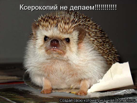 Котоматрица: Ксерокопий не делаем!!!!!!!!!!!