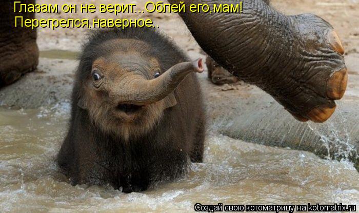 Котоматрица: Глазам он не верит...Облей его,мам!  Перегрелся,наверное..