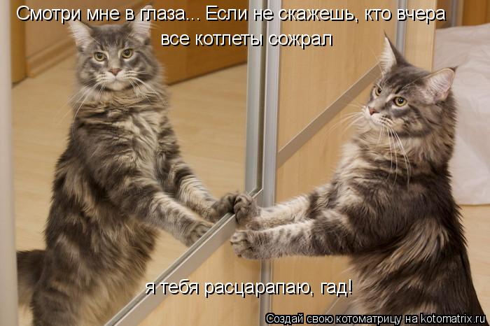 Котоматрица: Смотри мне в глаза... Если не скажешь, кто вчера  все котлеты сожрал я тебя расцарапаю, гад!