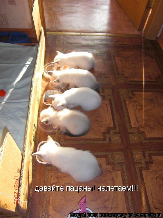 Котоматрица: давайте пацаны! налетаем!!!