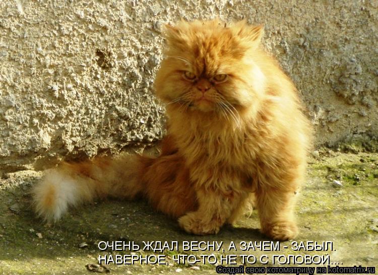Котоматрица: НАВЕРНОЕ, ЧТО-ТО НЕ ТО С ГОЛОВОЙ.... ОЧЕНЬ ЖДАЛ ВЕСНУ, А ЗАЧЕМ - ЗАБЫЛ.