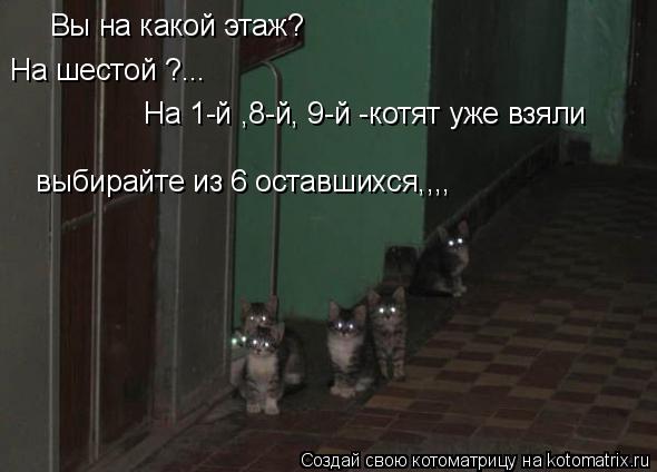 Котоматрица: Вы на какой этаж? На шестой ?... На 1-й ,8-й, 9-й -котят уже взяли выбирайте из 6 оставшихся,,,,