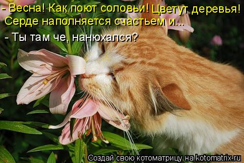 Котоматрица: - Весна! Как поют соловьи! Цветут деревья! Серде наполняется счастьем и... - Ты там че, нанюхался?