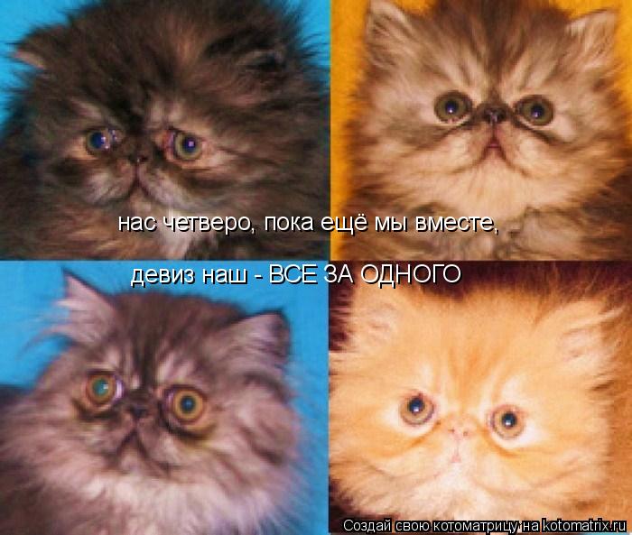 Котоматрица: нас четверо, пока ещё мы вместе,   девиз наш - ВСЕ ЗА ОДНОГО