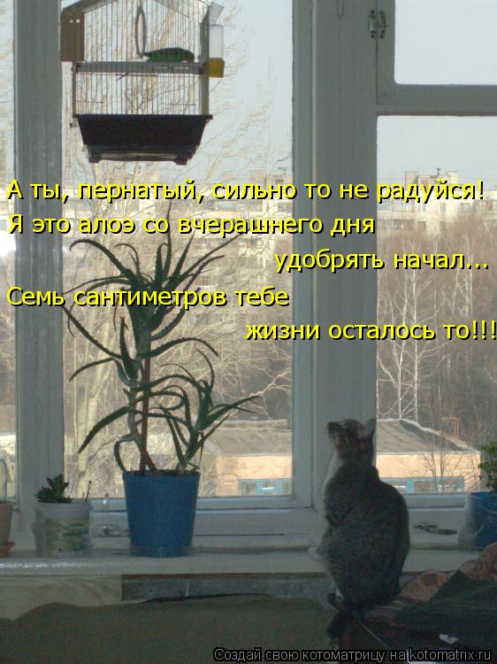 Котоматрица: А ты, пернатый, сильно то не радуйся! Я это алоэ со вчерашнего дня  удобрять начал... Семь сантиметров тебе  жизни осталось то!!!
