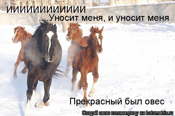 Котоматрица: ИИИИИИИИИИИИ ....Уносит меня, и уносит меня Прекрасный был овес