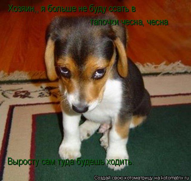 Котоматрица: Хозяин,, я больше не буду ссать в тапочки чесна, чесна Выросту сам туда будешь ходить.