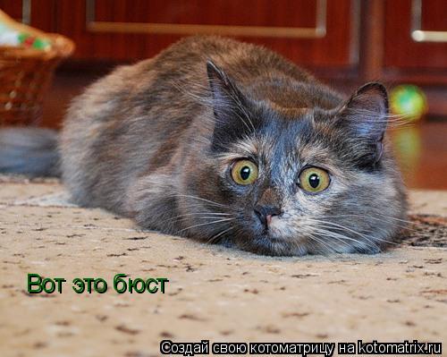 Котоматрица: Вот это бюст