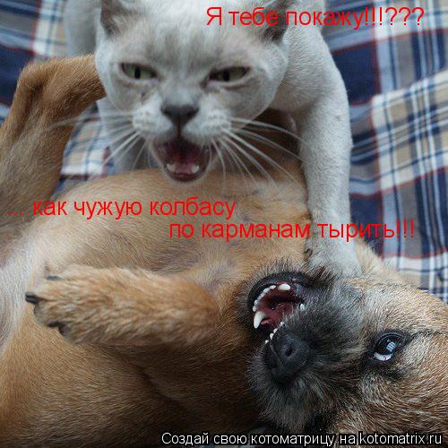 Котоматрица: Я тебе покажу!!!??? ... как чужую колбасу  по карманам тырить!!!