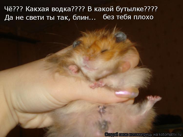 Котоматрица: Чё??? Какхая водка???? В какой бутылке???? Да не свети ты так, блин... без тебя плохо