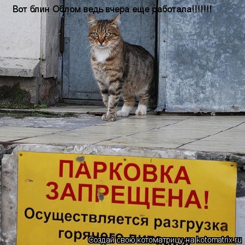 Котоматрица: Вот блин Облом ведь вчера еще работала!!!!!!!