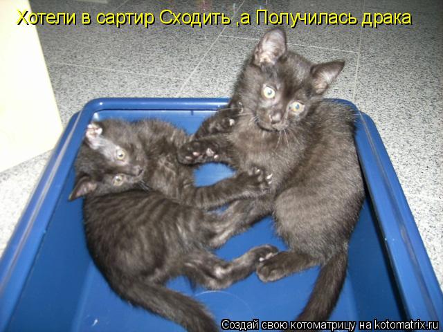 Котоматрица: Хотели в сартир Сходить ,а Получилась драка