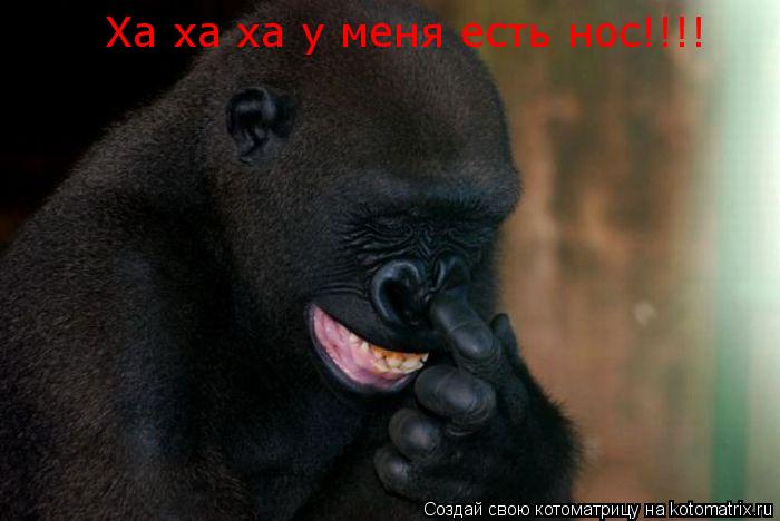 Котоматрица: Ха ха ха у меня есть нос!!!!