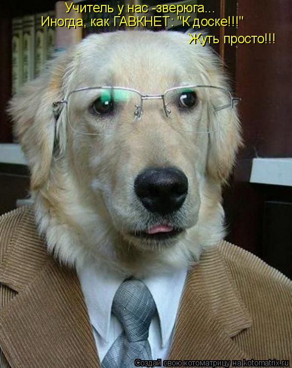 Котоматрица: Учитель у нас -зверюга... Иногда, как ГАВКНЕТ: "К доске!!!" Жуть просто!!!