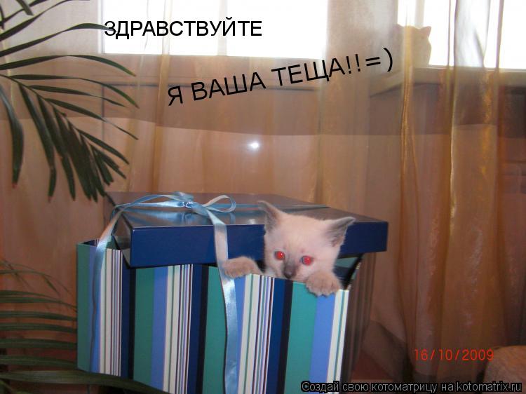 Котоматрица: ЗДРАВСТВУЙТЕ Я ВАША ТЕЩА!!=) Я ВАША ТЕЩА!!=)