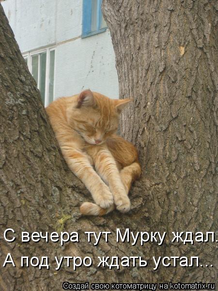 С вечера тут Мурку ждал... А под утро ждать устал...... Котоматрица: С вечера тут Мурку ждал... А под утро ждать устал...