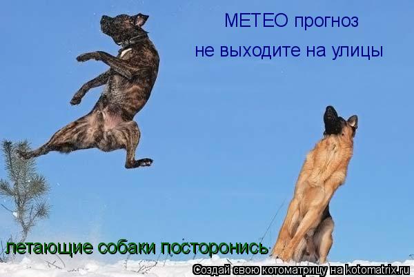 Котоматрица: МЕТЕО прогноз не выходите на улицы летающие собаки посторонись