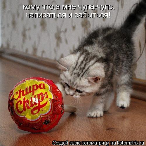 Котоматрица: кому что,а мне чупа-чупс. нализаться и забыться!