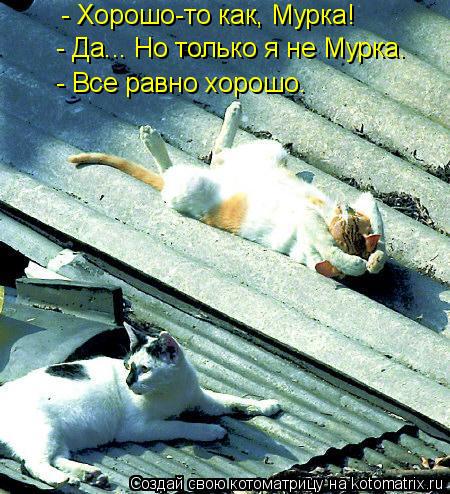 Котоматрица: - Хорошо-то как, Мурка! - Да... Но только я не Мурка. - Все равно хорошо.