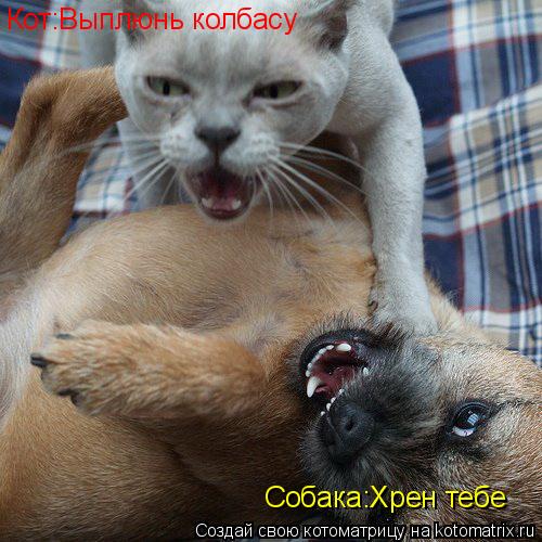 Котоматрица: Кот:Выплюнь колбасу Собака:Хрен тебе