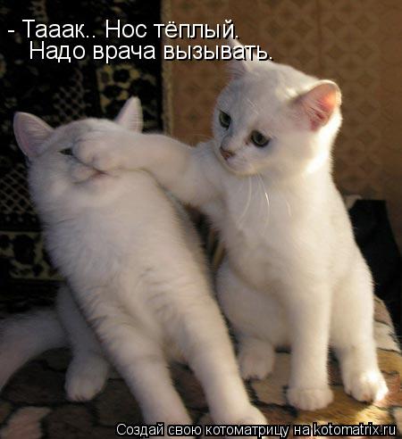 Котоматрица: - Тааак.. Нос тёплый.  Надо врача вызывать.