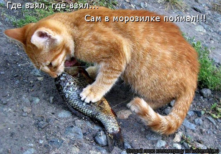 Котоматрица: Где взял, где взял... Сам в морозилке поймал!!!