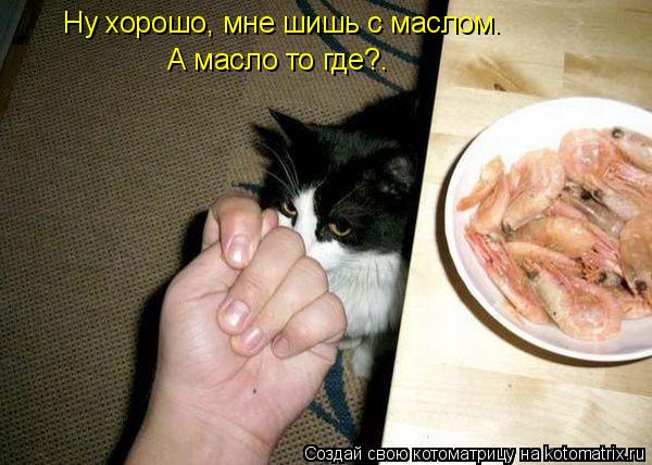 Котоматрица: Ну хорошо, мне шишь с маслом. А масло то где?.
