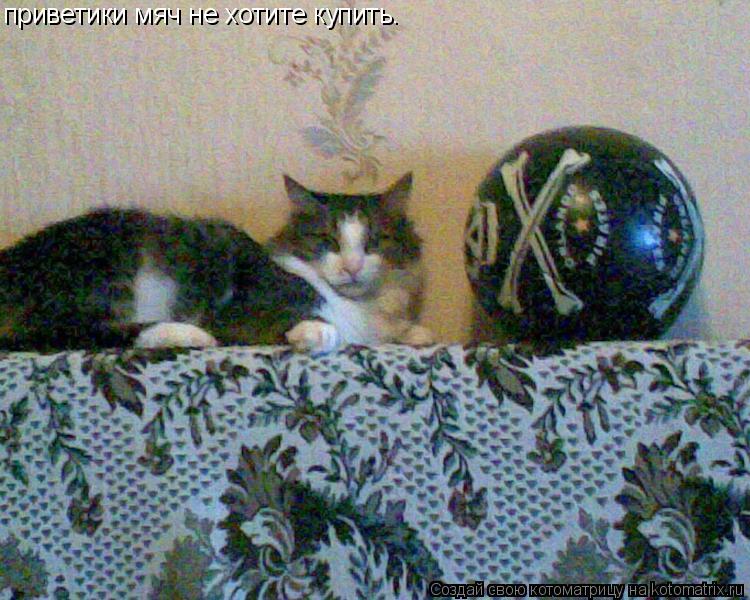 Котоматрица: приветики мяч не хотите купить.