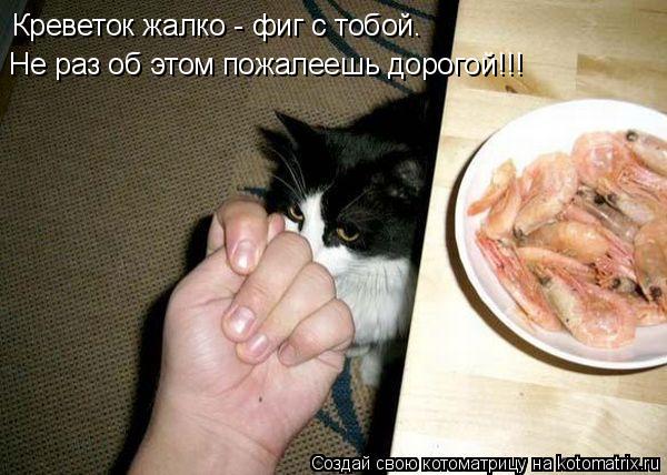 Котоматрица: Креветок жалко - фиг с тобой. Не раз об этом пожалеешь дорогой!!!