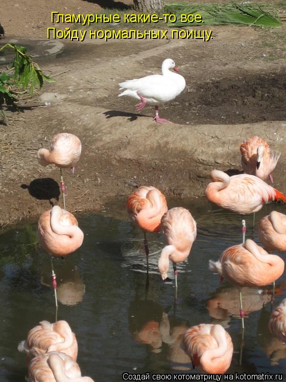 Котоматрица: Гламурные какие-то все. Пойду нормальных поищу.