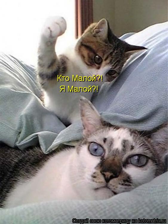 Котоматрица: Кто Малой?! Я Малой?!