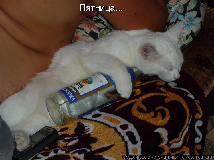 Котоматрица: Пятница...