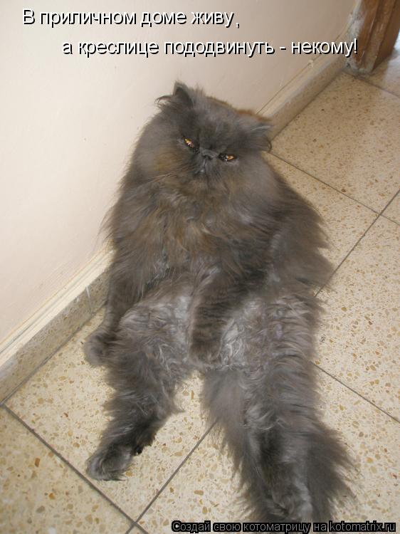 Котоматрица: В приличном доме живу , а креслице пододвинуть - некому!