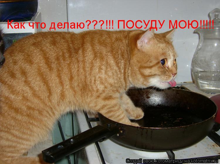 Котоматрица: Как что делаю???!!! ПОСУДУ МОЮ!!!!!