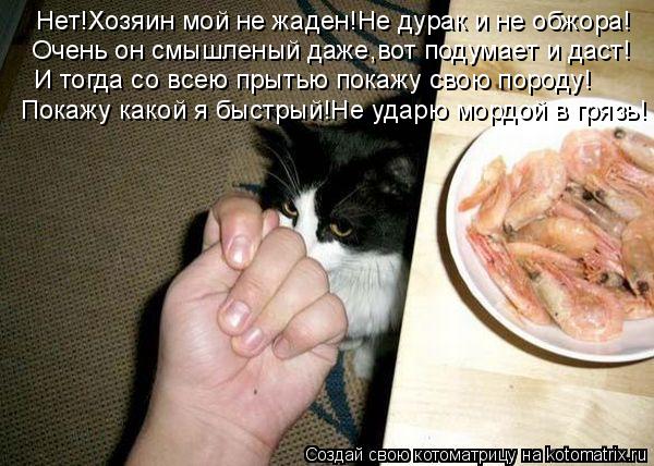 Котоматрица: Нет!Хозяин мой не жаден!Не дурак и не обжора! Очень он смышленый даже,вот подумает и даст! И тогда со всею прытью покажу свою породу! Покажу к