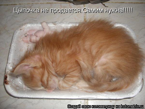 Котоматрица: Цыпочка не продается.Самим нужна!!!!!